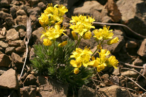 Draba aizoides (click per ingrandire l'immagine)