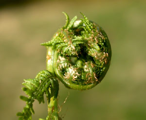 Dryopteris filix-mas (click per ingrandire l'immagine)