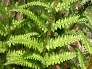 Dryopteris filix-mas (click per ingrandire l'immagine)