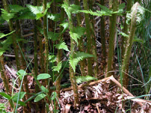 Dryopteris filix-mas (click per ingrandire l'immagine)