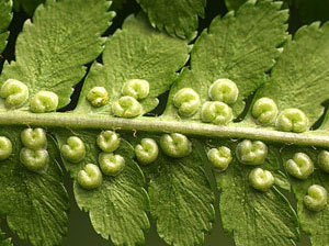 Dryopteris filix-mas (click per ingrandire l'immagine)