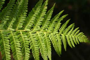 Dryopteris filix-mas (click per ingrandire l'immagine)
