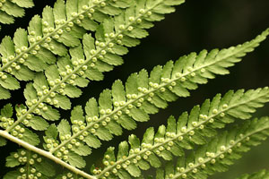 Dryopteris filix-mas (click per ingrandire l'immagine)