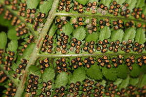 Dryopteris filix-mas (click per ingrandire l'immagine)