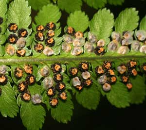 Dryopteris filix-mas (click per ingrandire l'immagine)