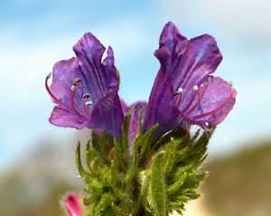 Echium plantagineum (click per ingrandire l'immagine)