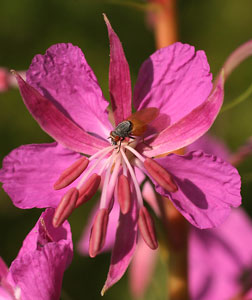 Epilobium angustifolium (click per ingrandire l'immagine)