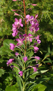 Epilobium angustifolium (click per ingrandire l'immagine)