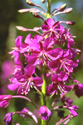 Epilobium angustifolium (click per ingrandire l'immagine)