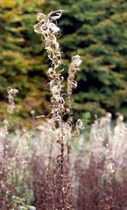 Epilobium angustifolium (click per ingrandire l'immagine)