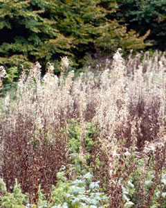 Epilobium angustifolium (click per ingrandire l'immagine)