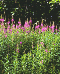 Epilobium angustifolium (click per ingrandire l'immagine)