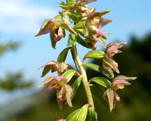 Epipactis helleborine (click per ingrandire l'immagine)