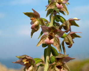 Epipactis helleborine (click per ingrandire l'immagine)