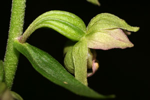 Epipactis helleborine (click per ingrandire l'immagine)