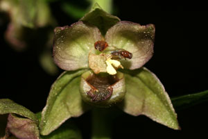 Epipactis helleborine (click per ingrandire l'immagine)