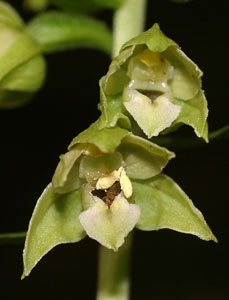 Epipactis helleborine (click per ingrandire l'immagine)