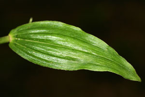 Epipactis helleborine (click per ingrandire l'immagine)