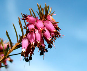 Erica carnea (click per ingrandire l'immagine)