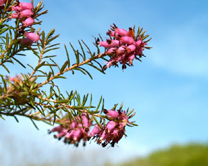 Erica carnea (click per ingrandire l'immagine)