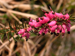 Erica carnea (click per ingrandire l'immagine)