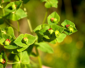 Euphorbia dulcis (click per ingrandire l'immagine)