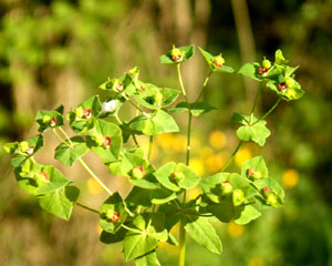 Euphorbia dulcis (click per ingrandire l'immagine)