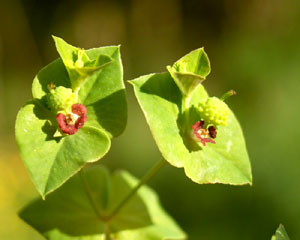 Euphorbia dulcis (click per ingrandire l'immagine)