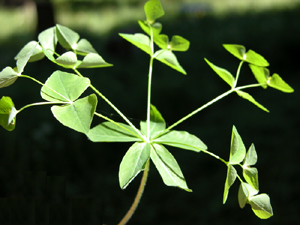 Euphorbia dulcis (click per ingrandire l'immagine)