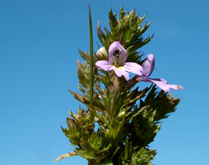 Euphrasia (click per ingrandire l'immagine)