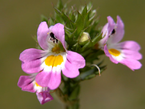 Euphrasia (click per ingrandire l'immagine)