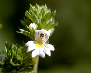 Euphrasia (click per ingrandire l'immagine)