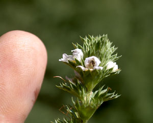 Euphrasia (click per ingrandire l'immagine)