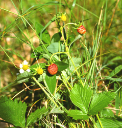 Fragaria vesca (click per ingrandire l'immagine)