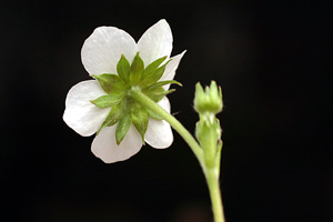 Fragaria vesca (click per ingrandire l'immagine)