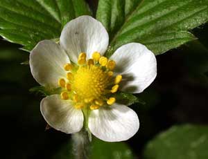 Fragaria vesca (click per ingrandire l'immagine)