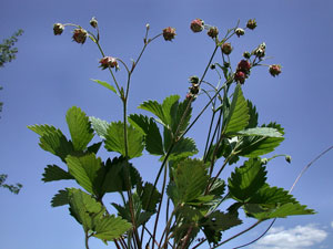 Fragaria vesca (click per ingrandire l'immagine)