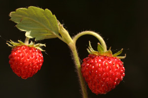 Fragaria vesca (click per ingrandire l'immagine)