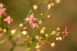 Galium rubrum (click per ingrandire l'immagine)