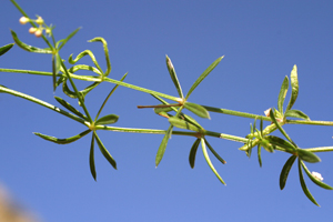 Galium rubrum (click per ingrandire l'immagine)