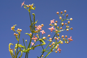 Galium rubrum (click per ingrandire l'immagine)