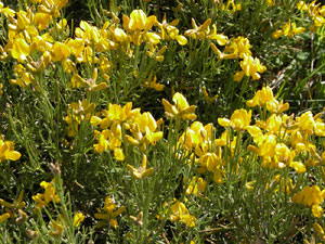 Genista radiata (click per ingrandire l'immagine)