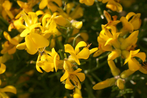 Genista radiata (click per ingrandire l'immagine)