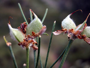 Genista radiata (click per ingrandire l'immagine)