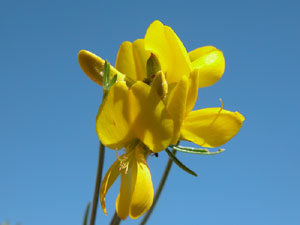 Genista radiata (click per ingrandire l'immagine)