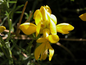 Genista radiata (click per ingrandire l'immagine)