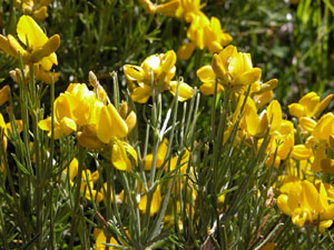 Genista radiata (click per ingrandire l'immagine)