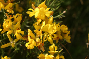 Genista radiata (click per ingrandire l'immagine)