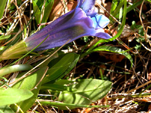 Gentiana acaulis (click per ingrandire l'immagine)