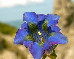 Gentiana acaulis (click per ingrandire l'immagine)